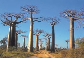 Madagaskar kenmerkt zich door de baobab, een stijle indrukwekkende boom